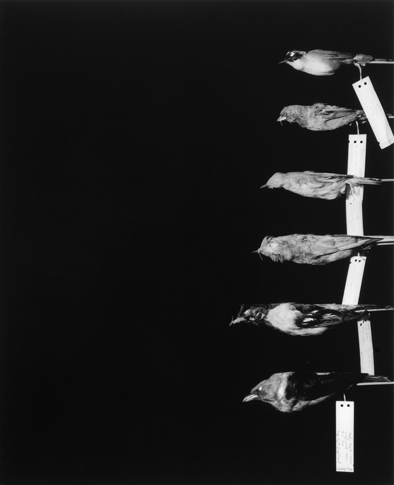 Song Bird Collection I. Gelatin silver print. 40" x 32". 2005