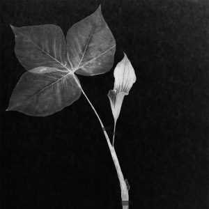 Jack in the pulpit final sprng