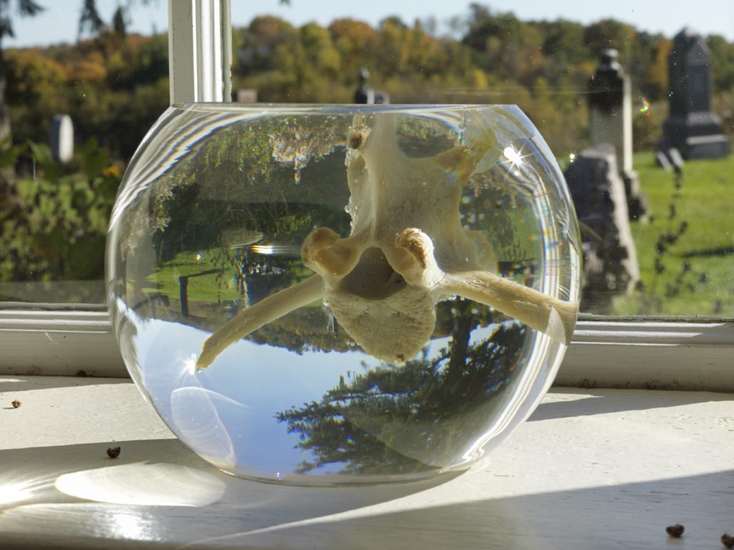 Preservation Bowl. Glass, water, deer vertebra. 12" round. 2017